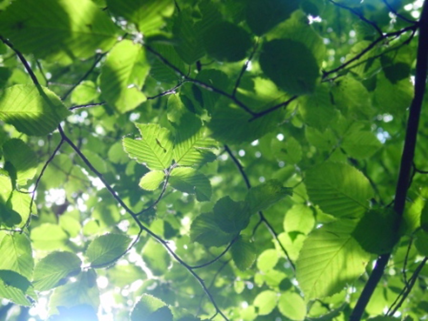 Foto van de groene bladeren aan een boom. 