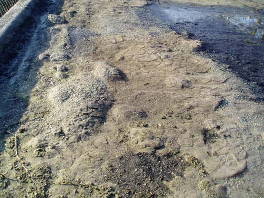 Foto van een plat dak waar stilstaand water de dakbedekking ernstig heeft beschadigd. 