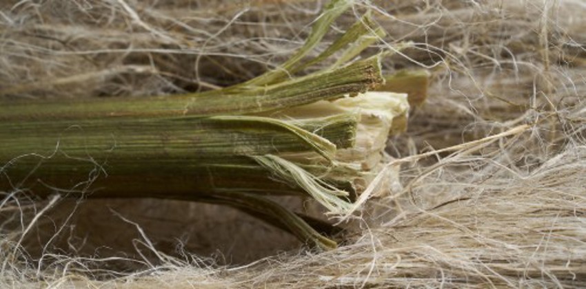 Close-up van een stengel hennep